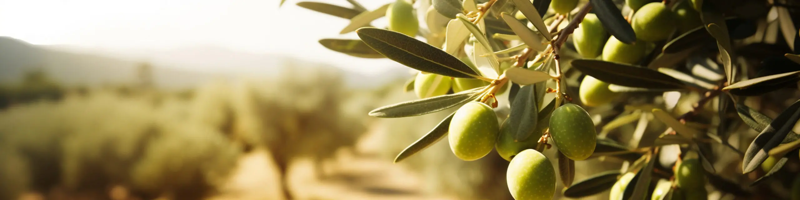 Olive Raccolte