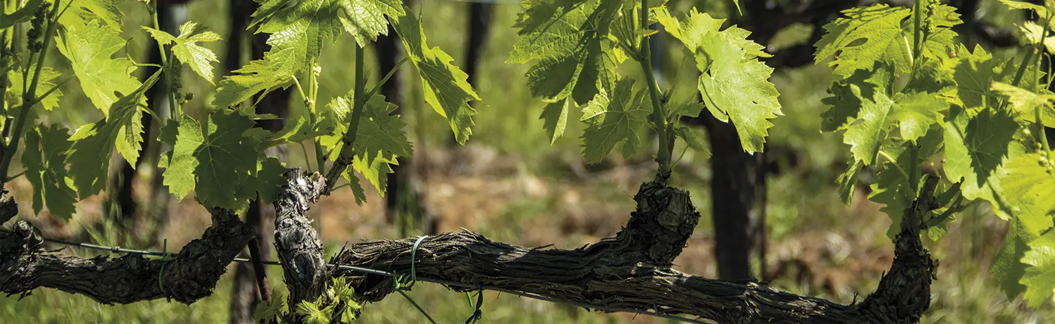 Vigneti Per Vino Toscano